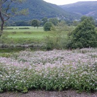 Himalayan Balsam